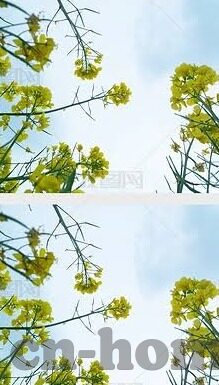 91麻豆沈娜娜在线-揭开网络直播世界中的多样化魅力——以91沈娜娜为例